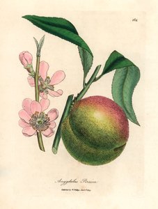 Peach Tree with Ripe Fruit and Pink Blossom, from a Botanical Illustration by James Sowerby from William Woodville and Sir William Jackson Hooker