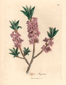 Pink-Flowered Mezereon, Daphne Mezereum, from a Botanical Illustration by James Sowerby from William Woodville and Sir William Jackson Hooker