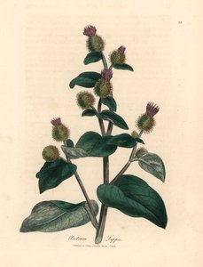 Purple flowered burdock, Arctium lappa, from 