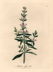 Purple Flowered Hyssop, Hyssopus Officinalis, from a Botanical Illustration by James Sowerby from William Woodville and Sir William Jackson Hooker