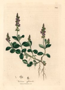 Purple flowered veronica, Veronica officinalis, from a botanical illustration by James Sowerby from William Woodville and Sir William Jackson Hooker