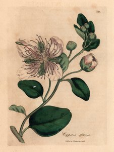 White Flowered Caper Bush, Capparis Spinosa, from a Botanical Illustration by James Sowerby from William Woodville and Sir William Jackson Hooker