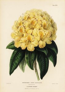 Golden rhododendron, Rhododendron aureum magniflorum