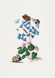 Soldanella by James Bolton