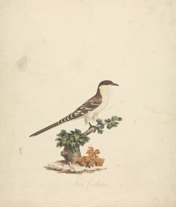 Bee Cuckoo by James Bruce