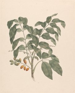 Brucea antidysenterica J. Miller (James Bruce