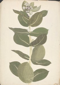 Calotropis procera (Ait.) Ait. f. (Apple of Sodom, Auricular Tree): finished drawing of flowering and fruiting plant
