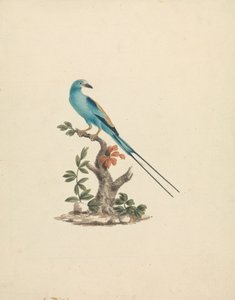 Coracias abyssinicus (Abyssinian Roller)