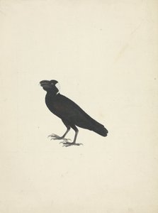 Corvus crassirostris (Thick-Billed Raven) by James Bruce