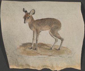 Dik-dik by James Bruce
