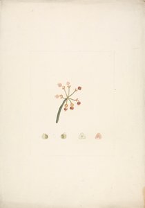 Euphorbia nubica N.E. Br. (Nubian Spurge): Finished Drawing of Flowering and Fruiting Shoot, with Details of Floral Dissections