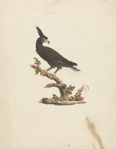 Lophaetus occipitalis (Long-Crested Eagle) by James Bruce
