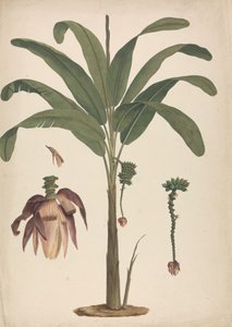Musa x sapientum L. (Banana): finished drawing with details of inflorescence by James Bruce