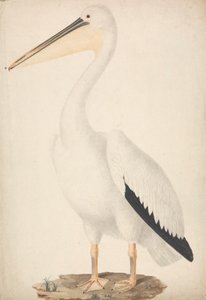 Great White Pelican by James Bruce