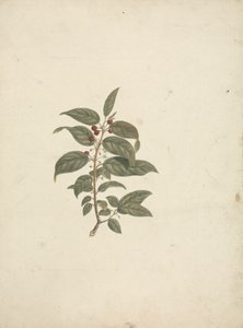 African Buckthorn: Finished Drawing without Details and with Berries Added by James Bruce