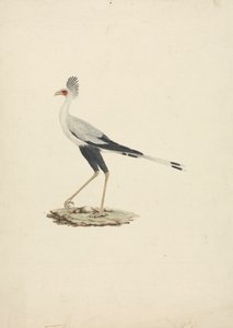 Sagittarius serpentarius (Secretary Bird) by James Bruce