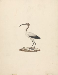 Threkiornis aethiopicus (African Sacred Ibis) by James Bruce