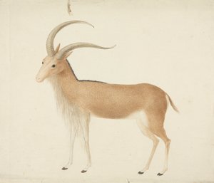 Unidentified Ungulate by James Bruce