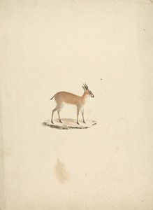 Unidentified Madogua (Dik-dik) by James Bruce