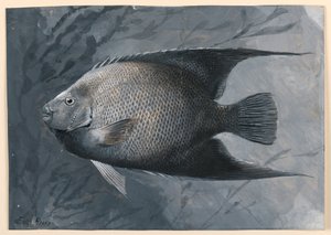 Angel Fish by James Carter Beard