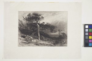 Old Cedars, Coast of Maine
