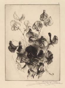 Sweet Peas