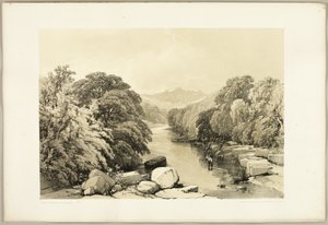 Ash, Sycamore and Oak (from The Park and the Forest)