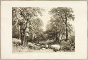 Beech Trees in Arundale Park, from The Park and the Forest by James Duffield Harding