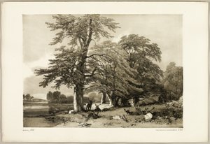 Beech, from The Park and the Forest by James Duffield Harding