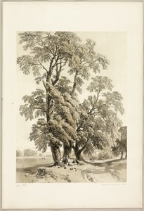 Elm, from The Park and the Forest by James Duffield Harding