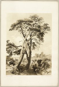 Scotch Fir, from The Park and the Forest