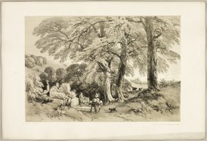 Wych Elm, from The Park and the Forest by James Duffield Harding