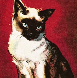 Siamese cat by James Edwin McConnell