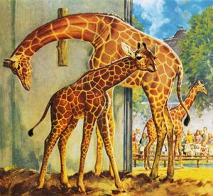 Virginia the Giraffe by James Edwin McConnell