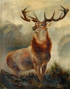 Stag at Bay