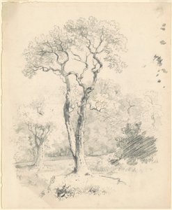 A Glade of Trees by James Goodwyn Clonney