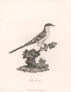 Bee Cuckoo by James Heath
