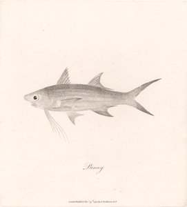 Binny by James Heath