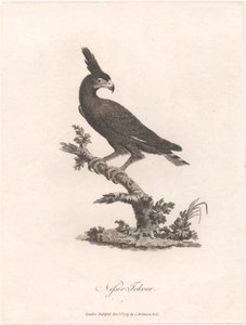 Nisser Tokoor by James Heath
