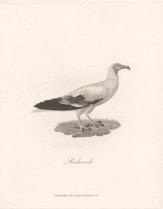 Rachamah by James Heath