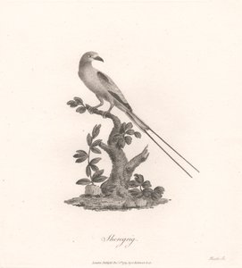 Sheregrig by James Heath