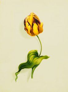 A Parrot Tulip, 1826