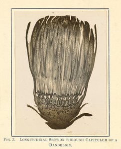 View of Dandelion Plant - Longitudinal Section