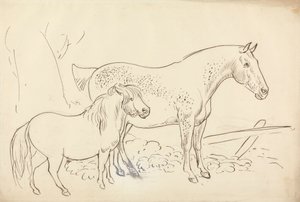 Horse and Pony