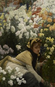 Chrysanthemums