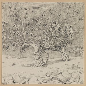 Fig tree, Valley of Hinnom, illustration from The Life of Our Lord Jesus Christ by James Jacques Joseph Tissot