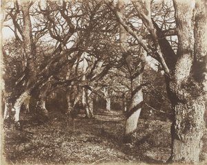 A Peep in Leigh Woods