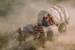 Bullock cart races mark the full-moon day of Kason, Patheingyi, east of Mandalay, Burma by James L Stanfield