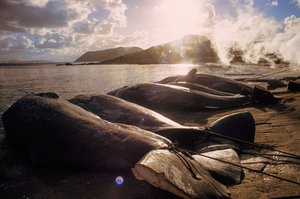 Butchered whales line the beach following a hunt. Frenchman Bay near Albany, Western Australia by James L Stanfield