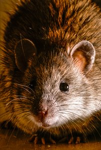 Close-ups of Common Brown Rats, Rattus Norvegicus